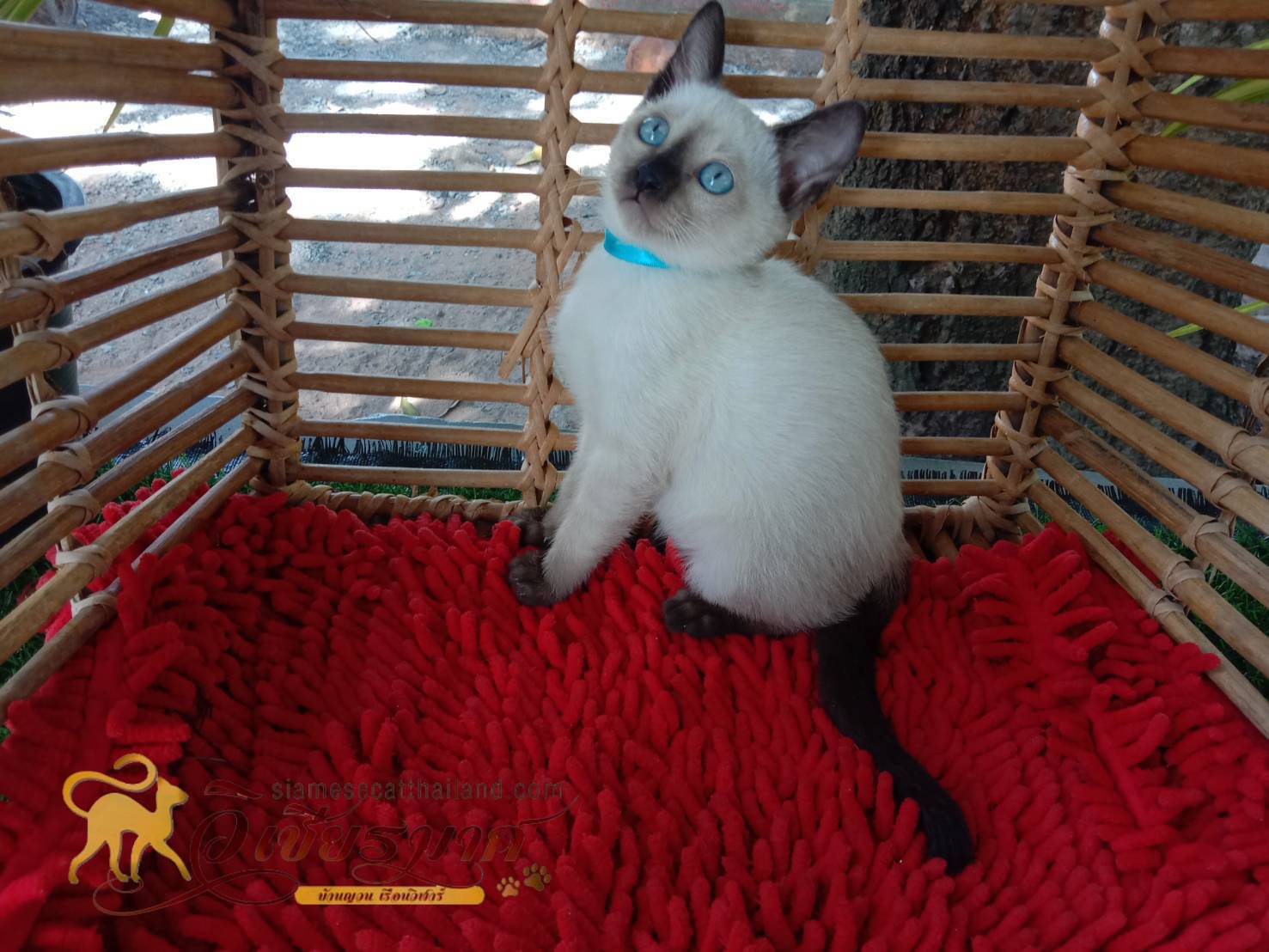 น้องแมววิเชียรมาศ รุ่น 26/2565