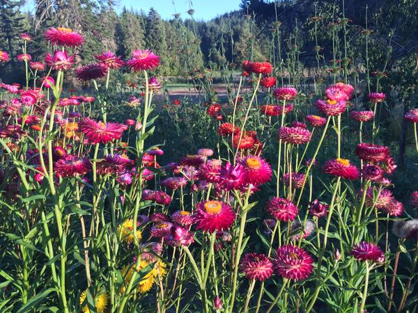 ดอกกระดาษคละสี - Mixed Strawflower