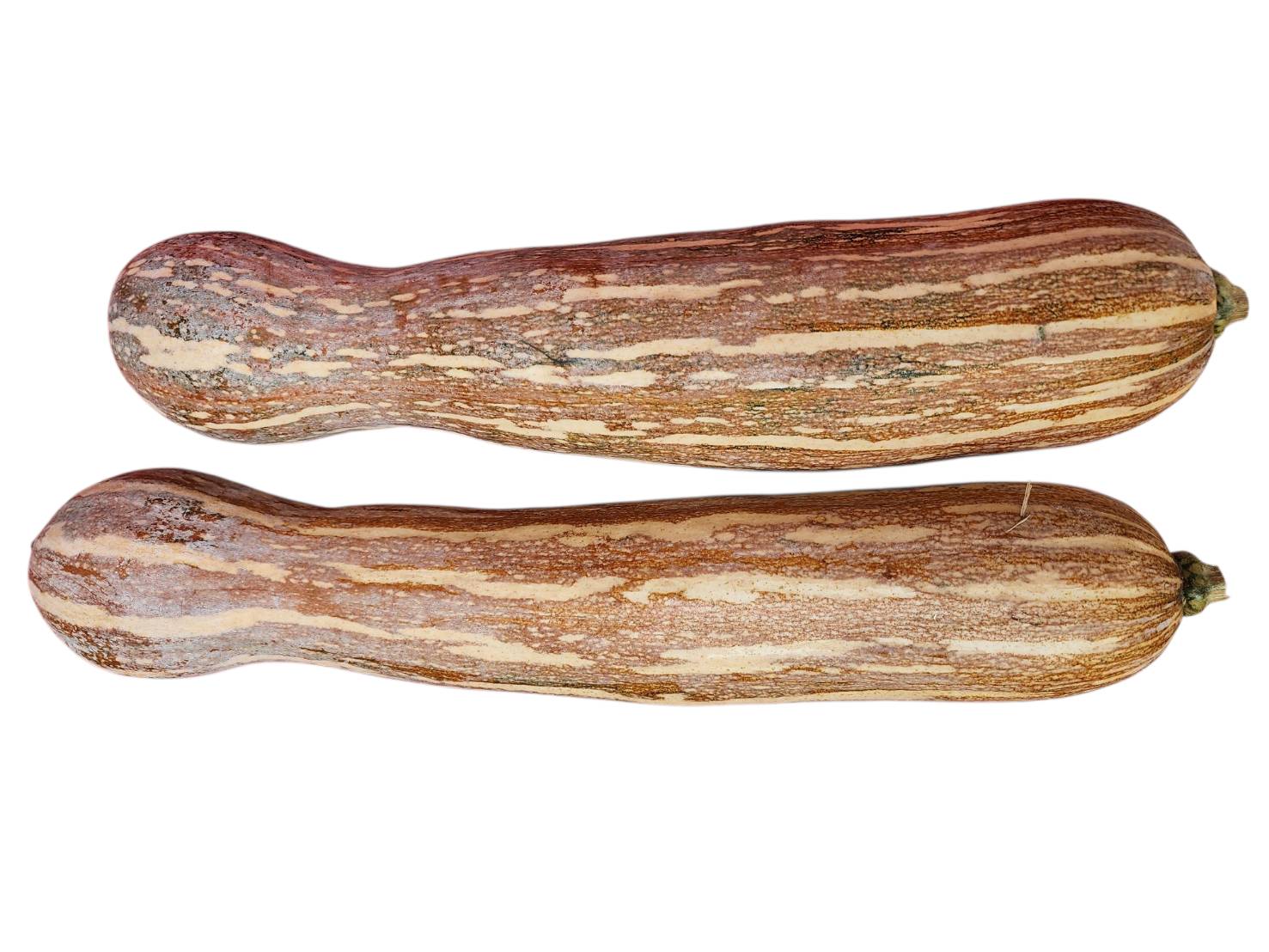 เมล็ดพันธุ์ ฟักทอง เงือกสองใจ Ngueak Song Jai Squash Seed