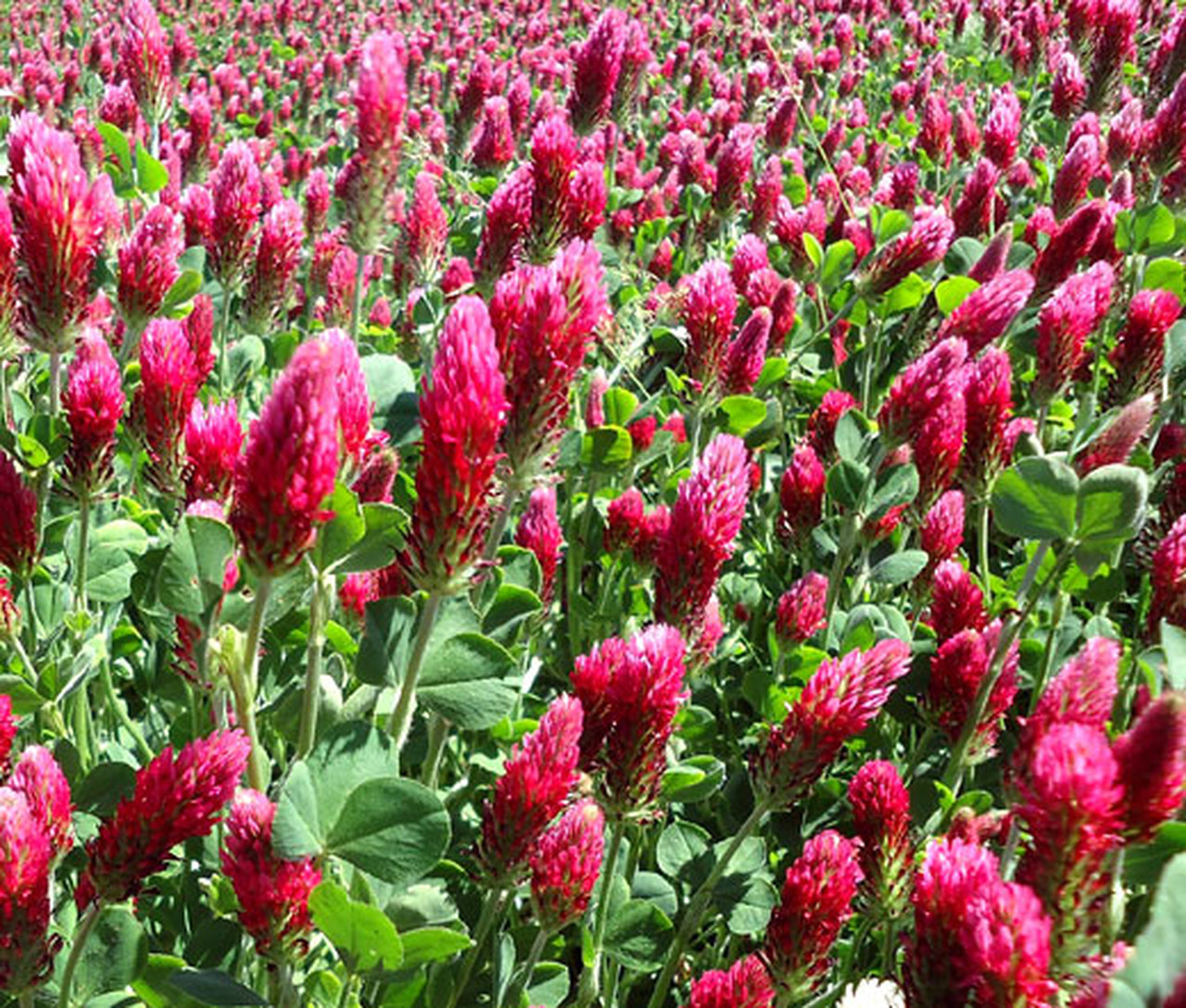 โคลเวอร์ดอกสีแดง - Crimson Clover