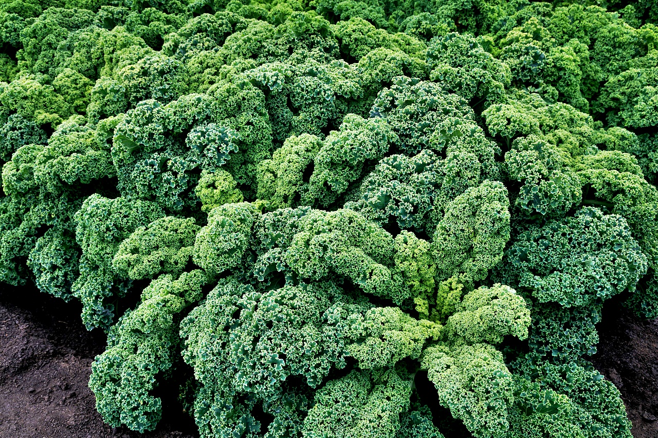 เมล็ดพันธุ์เคล บูลริดจ์ - Blue Ridge Kale F1 Seed