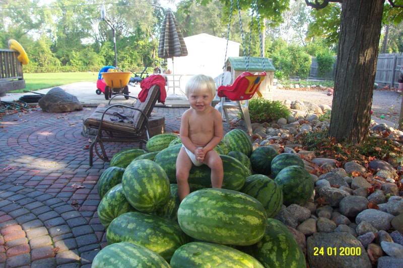 (Whole 1 Oz) แตงโม เทนเดอร์สวีส - Tendersweet Orange Watermelon