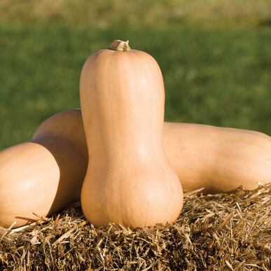 (Whole 1 Oz) บัตเตอร์นัท - Waltham Butternut Squash