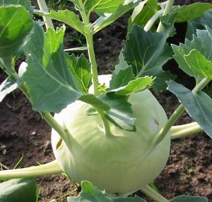 (Whole 1 Oz) กะหล่ำปมสีเขียว - Green Vienna Kohlrabi