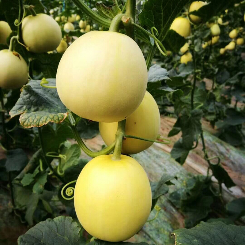 เมล็ดพันธุ์ เมล่อน คริสปี้แพร์เยลโล่ Crispy Pear Yellow F1 Melon Seed