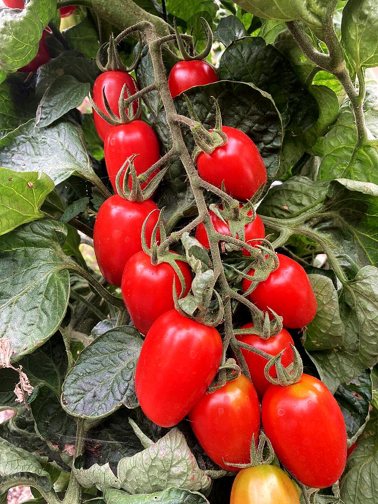 เมล็ดพันธุ์ มะเขือเทศ จูเลียต - Juliet Tomato F1 Seed