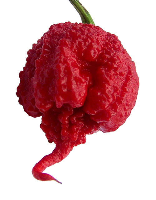 พริกแคโรไลนา รีพเปอร์ - Carolina Reaper pepper F1