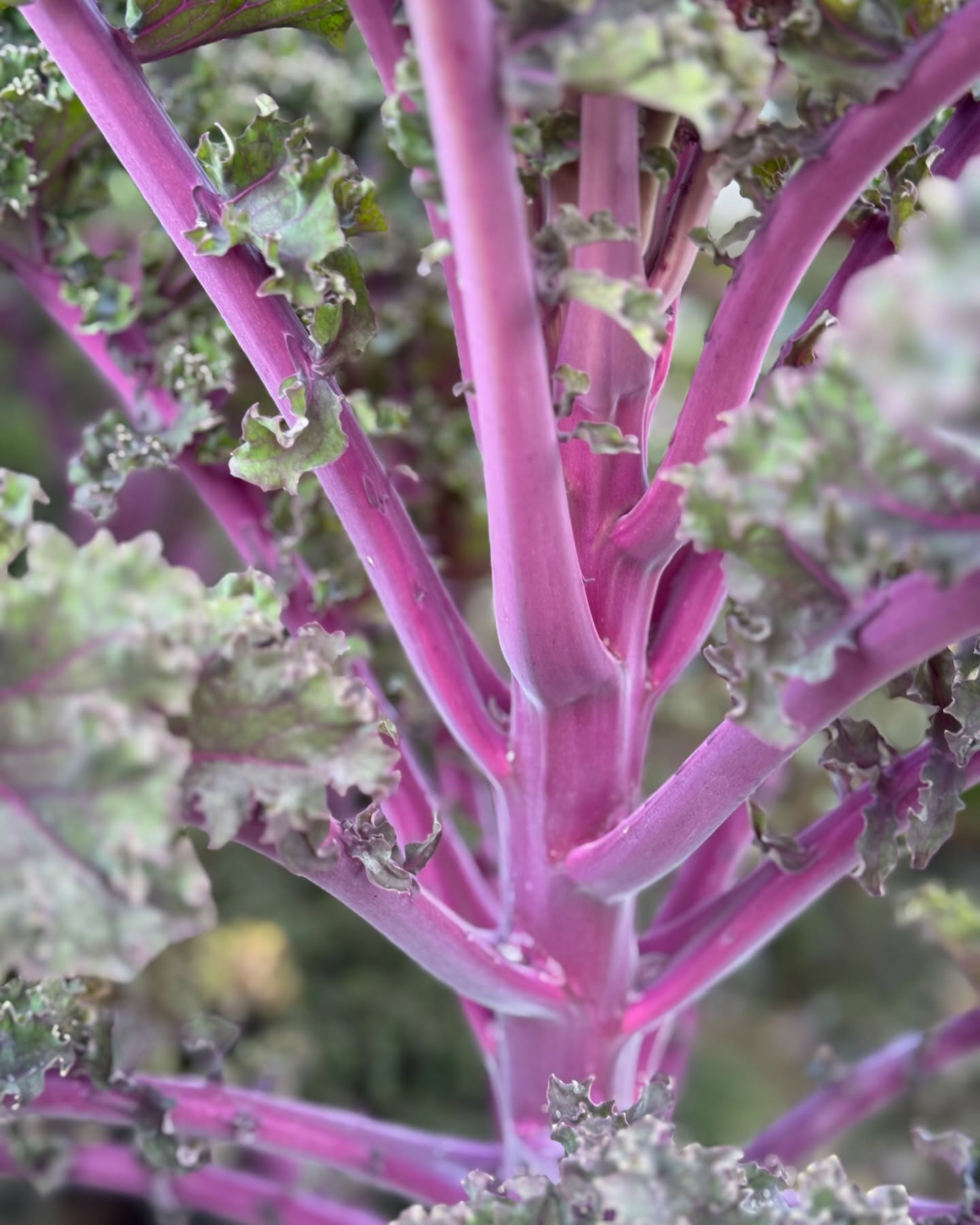 เมล็ดพันธุ์เคล ซันบอร์ - Sunbor Kale F1 Seed