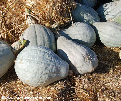ฟักทองบลูฮับบาร์ด - Blue Hubbard Pumpkin