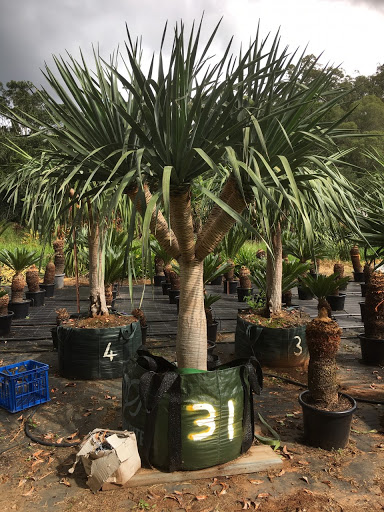 ต้นจันผามังกร - Dragons Tree