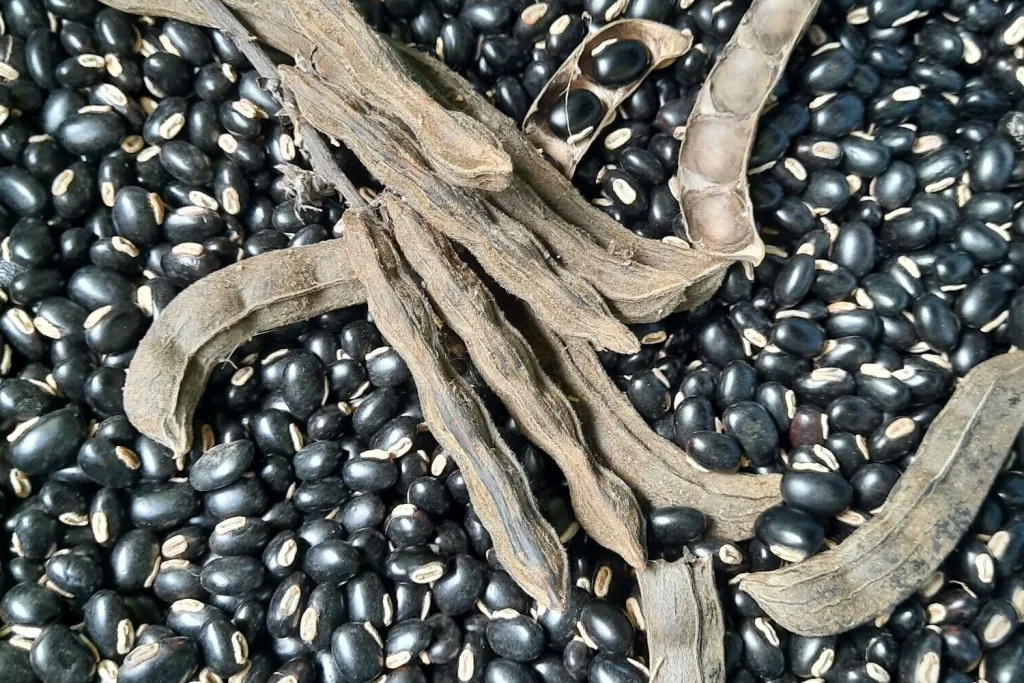 เมล็ดพันธุ์ หมามุ้ย อินเดีย Indian Black Velvet Bean Seed