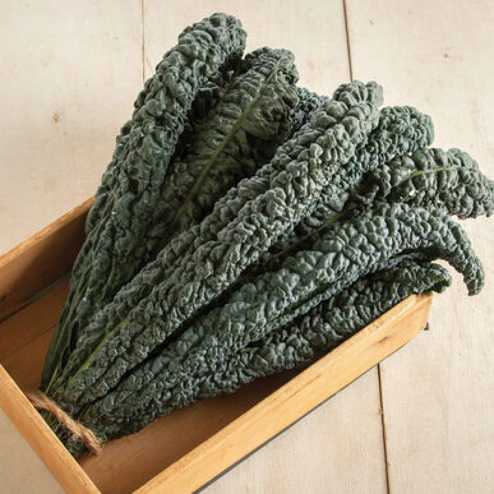 เคล แบล็คเมจิก - Black Magic Kale seed