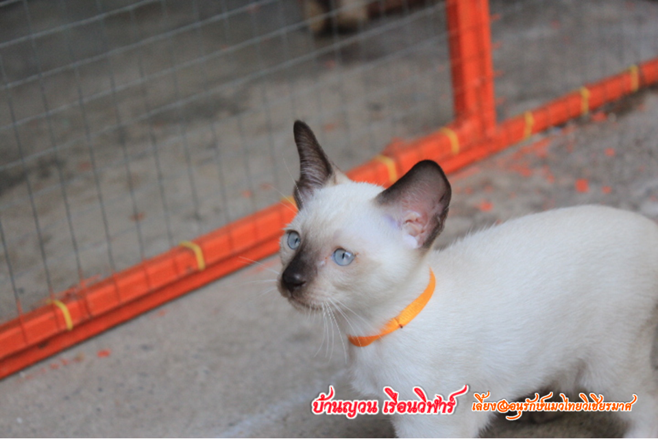น้องแมวบ้านยวนเรือนวิฬาร์