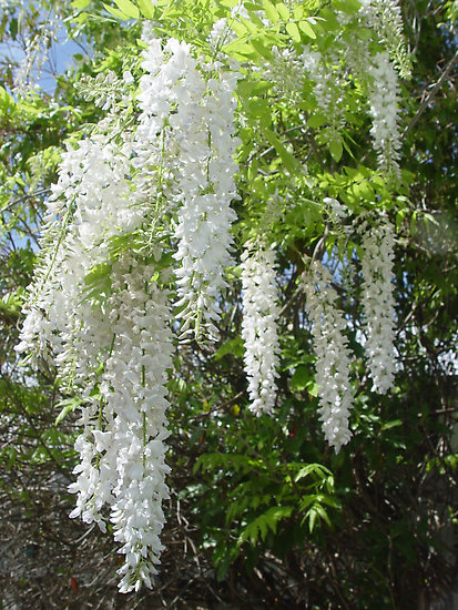 วิสทีเรียสีขาว - White Wisteria