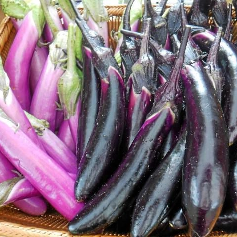 มะเขือยาวม่วงญี่ปุ่น - Japanese Long Eggplant F1