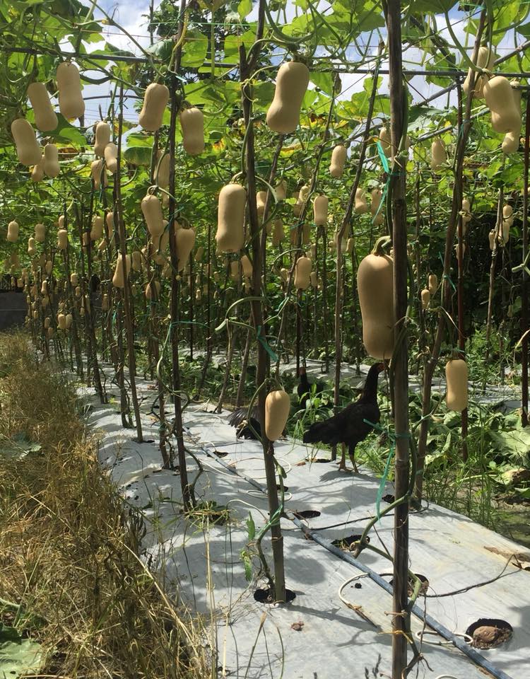 ฟักทอง บัตเตอร์นัท - Waltham Butternut Squash