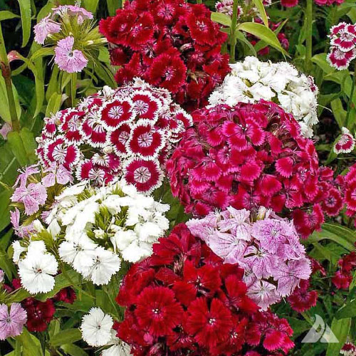 (Whole 1 Oz.) ดอกผีเสื้อ สวีทวิลเลี่ยม คละสี - Sweet William Dianthus Flower