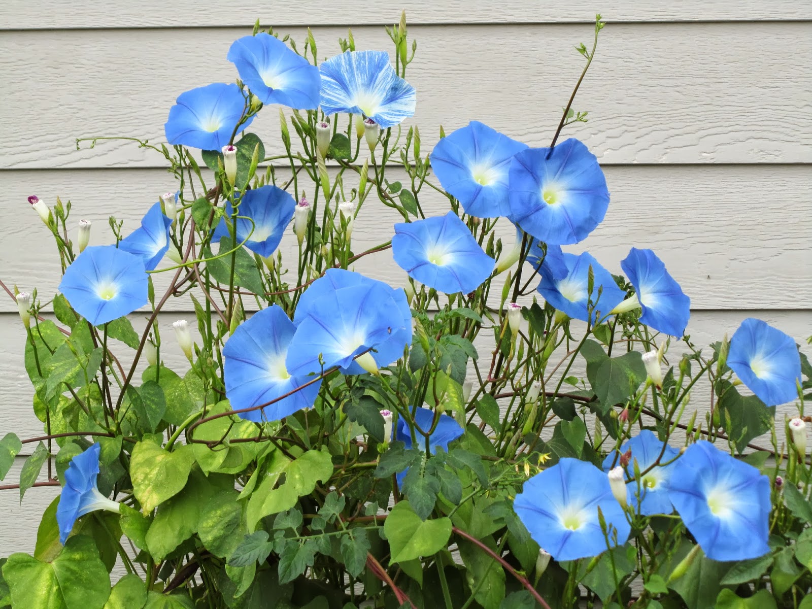 มอนิ่งกลอรี สีฟ้า - Heavenly Blue Morning Glory Flower