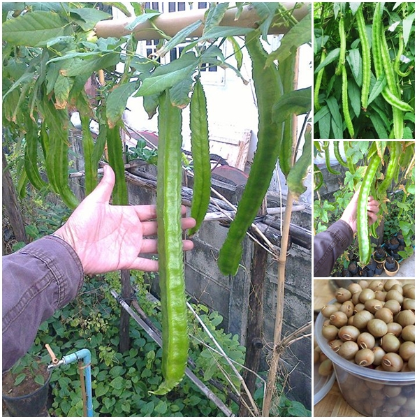 (Whole 1 Oz.) ถั่วพูยักษ์ - Giant Winged Bean