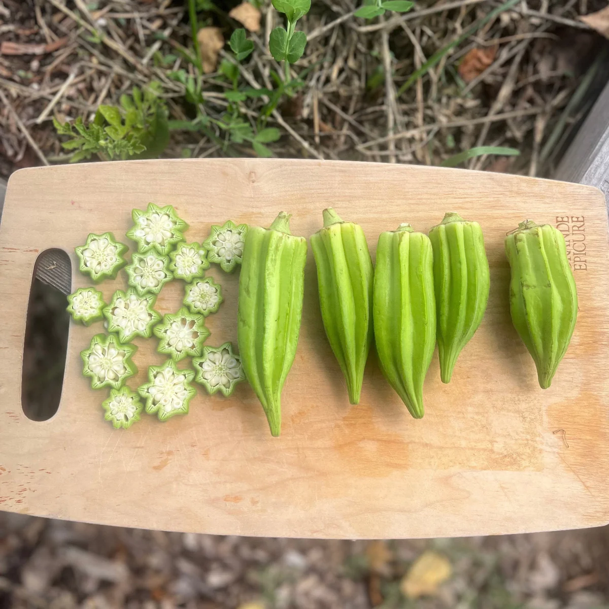 เมล็ดพันธุ์ กระเจี๊ยบเขียว สตาร์ออฟเดวิด Star Of David Okra Seed