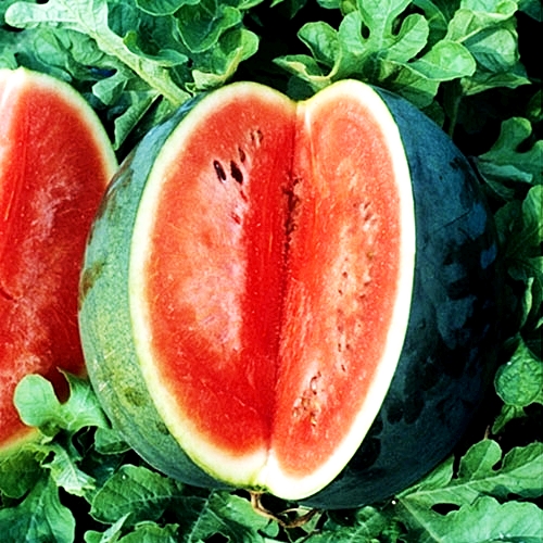 แตงโม ฟอริด้าใจแอ้น - Florida Giant Watermelon