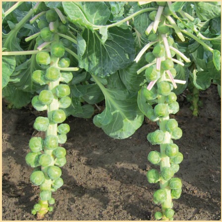 กะหล่ำดาวผลใหญ่ มาร์เต้ - Marte Brussel Sprouts F1 Seed