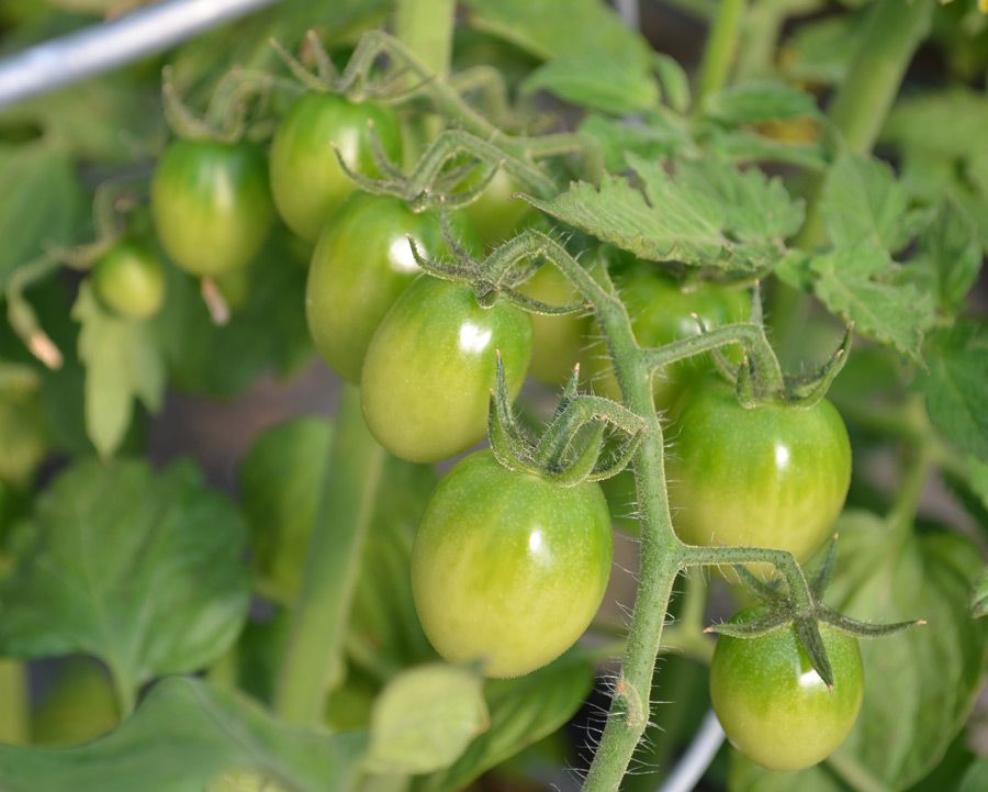 มะเขือเทศเชอรี่สีเขียว - Green Grape Cherry Tomato
