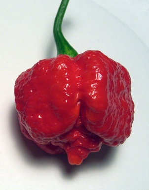 พริกตรินิแดด สกอร์เปียน มอรูก้า (สีแดง) - Trinidad Scorpion Moruga