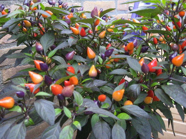 พริกประดับ คละสี - Ornamental Pepper Mix