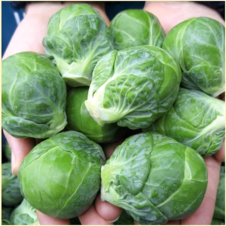 กะหล่ำดาวผลใหญ่ มาร์เต้ - Marte Brussel Sprouts F1 Seed