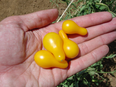 มะเขือเทศลูกแพรสีเหลือง - Yellow Pear Tomato