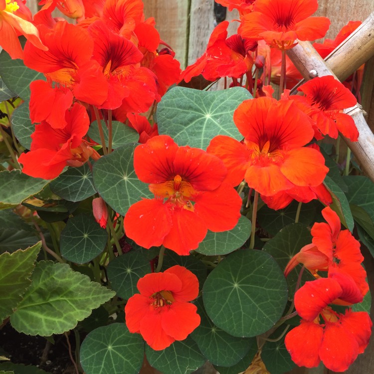 ดอกแนสเทอร์เที่ยม สีแดง - Empress of India Nasturtium (ดอกใบกินได้)