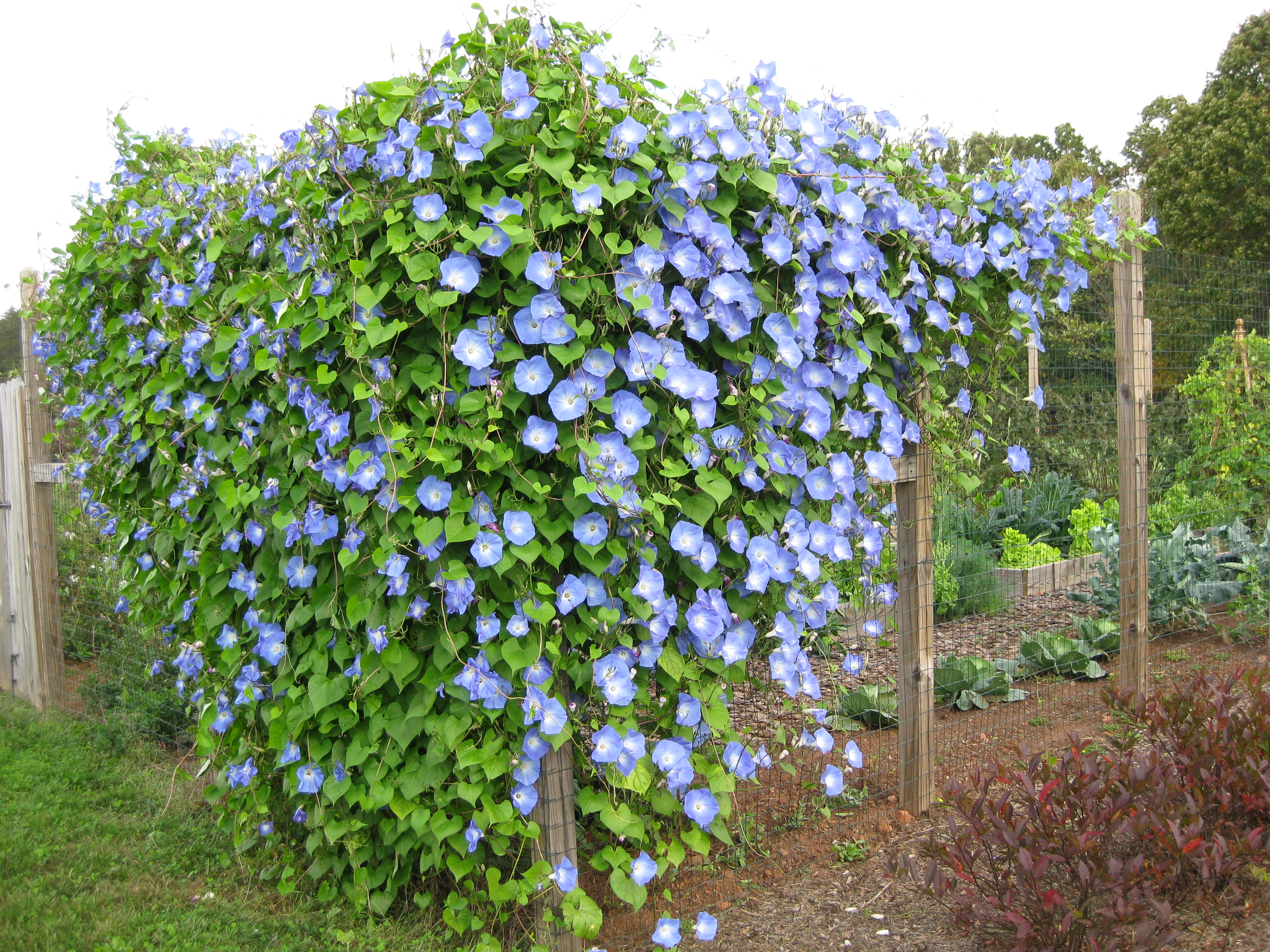มอนิ่งกลอรี สีฟ้า - Heavenly Blue Morning Glory Flower
