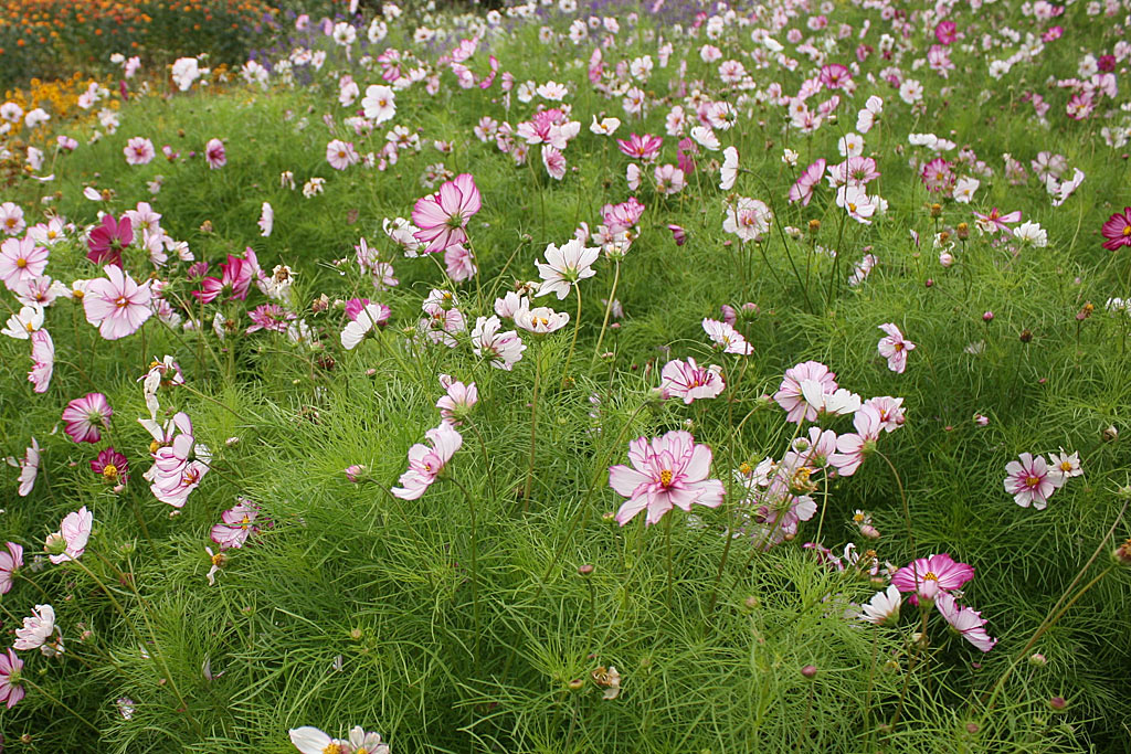 ดอกดาวกระจายแคนดี้สตริป - Cosmos Flower