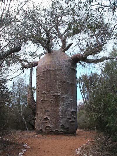 เบาบับเกรโกเร - Adansonia Gregorii Baobab