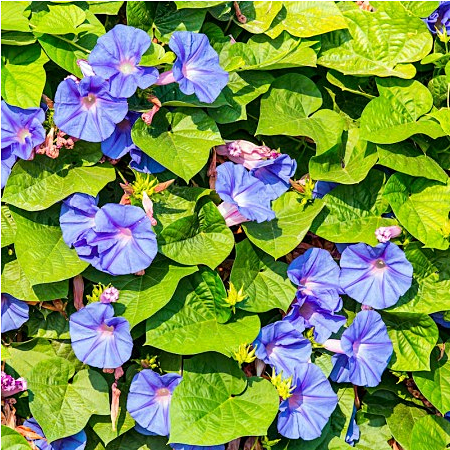 เมล็ดพันธุ์ บูลสตาร์ มอร์นิ่งกลอรี Blue Star Morning Glory Seed