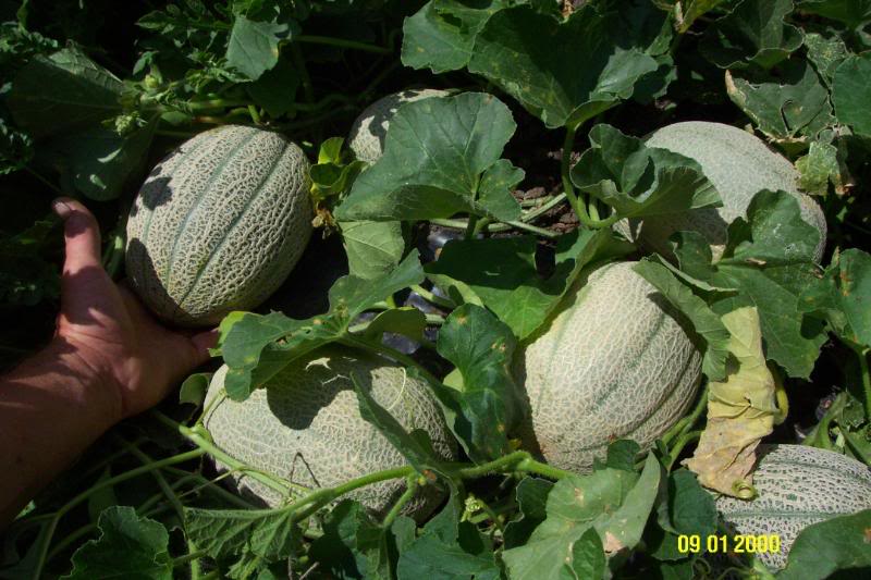 เมล่อน เฮลเบส จัมโบ้ - Hale's Best Jumbo Melon