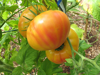 มะเขือเทศเรนโบว์ - Rainbow Tomato