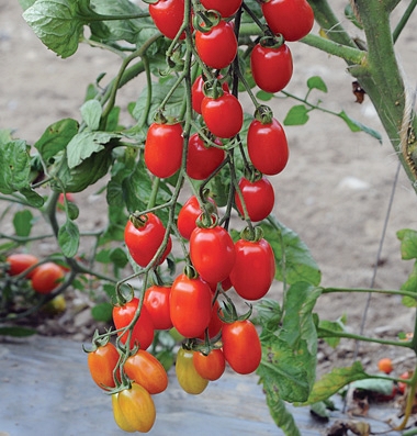 มะเขือเทศ องุ่นแดง - Red Grape F1 Tomato