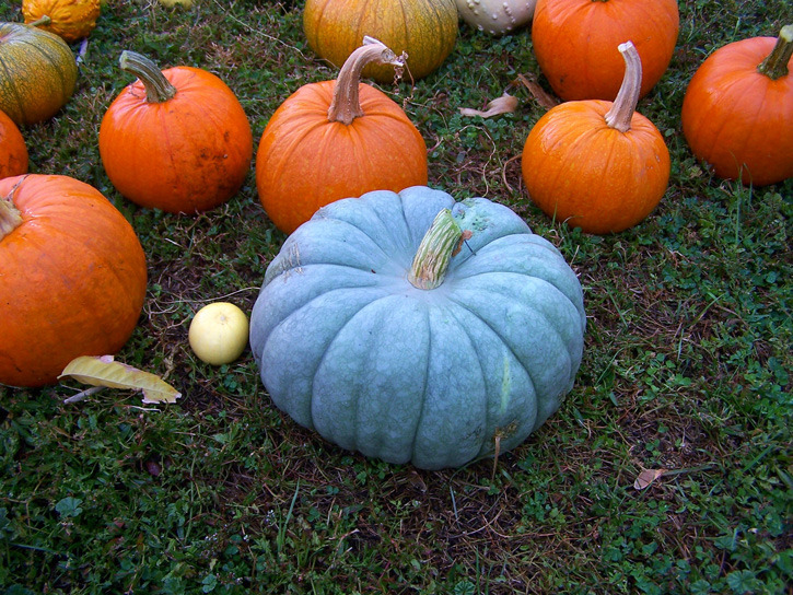 ฟักทองควีนแลนด์บูล - Queensland Blue Pumpkin