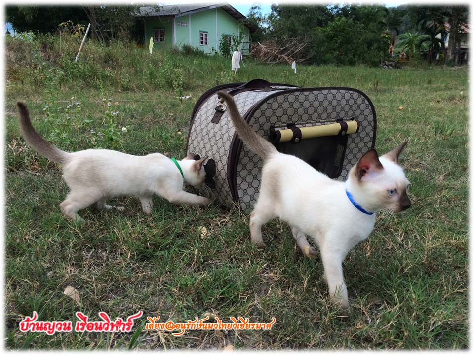 น้องแมว 12/7/2558