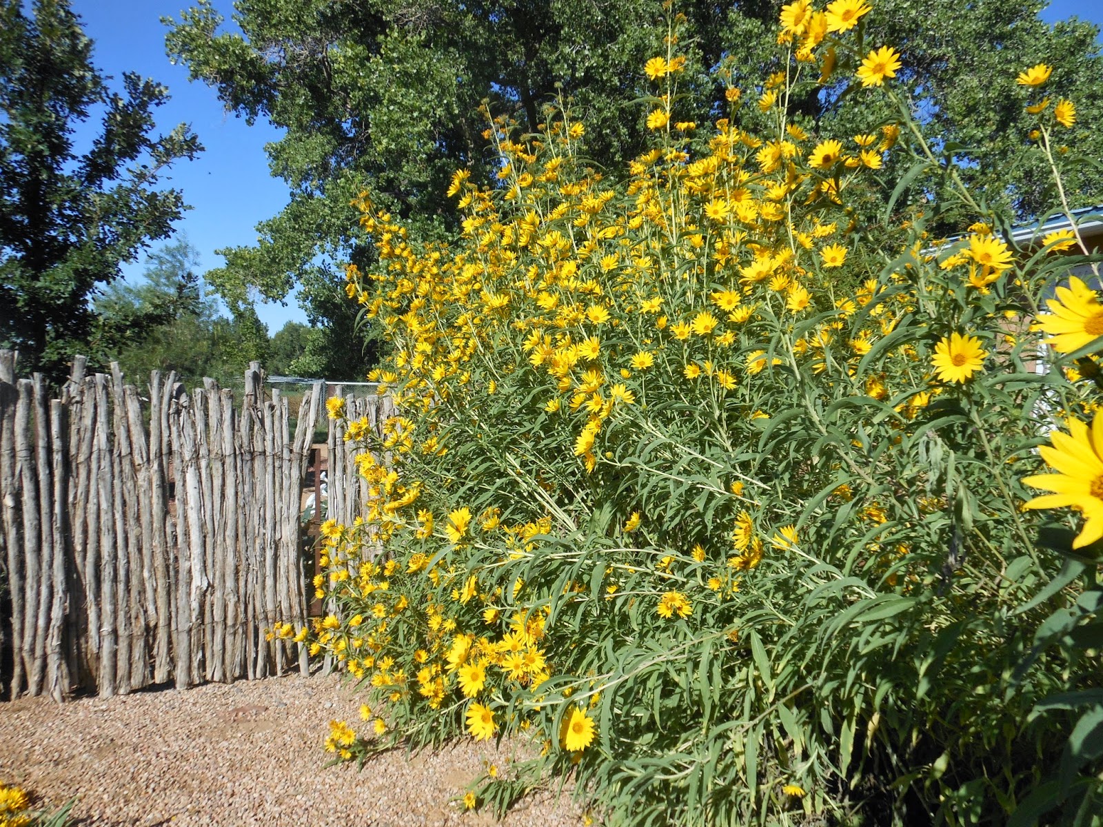เมล็ดพันธุ์ ทานตะวัน แม็กซิมิเลี่ยน - Maximilian Sunflower Seed