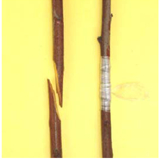 เทปพันกิ่ง พลาสติก 1 นิ้ว