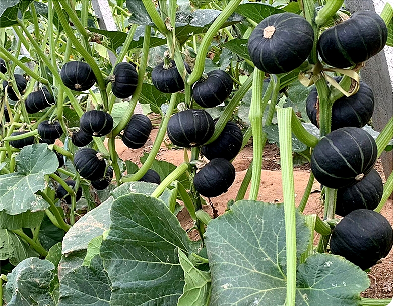 เมล็ดพันธุ์ ฟักทองญี่ปุ่น ชิโระคุโระ Shiro Kuro Kabocha Squash F1 Seed