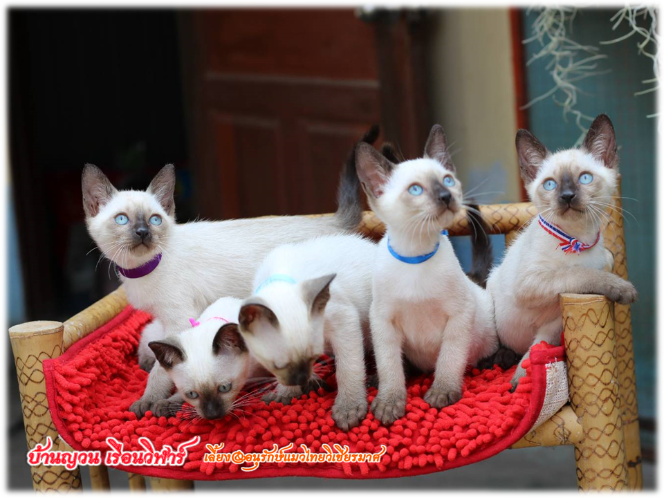 น้องแมวมมาใหม่ 2/2562