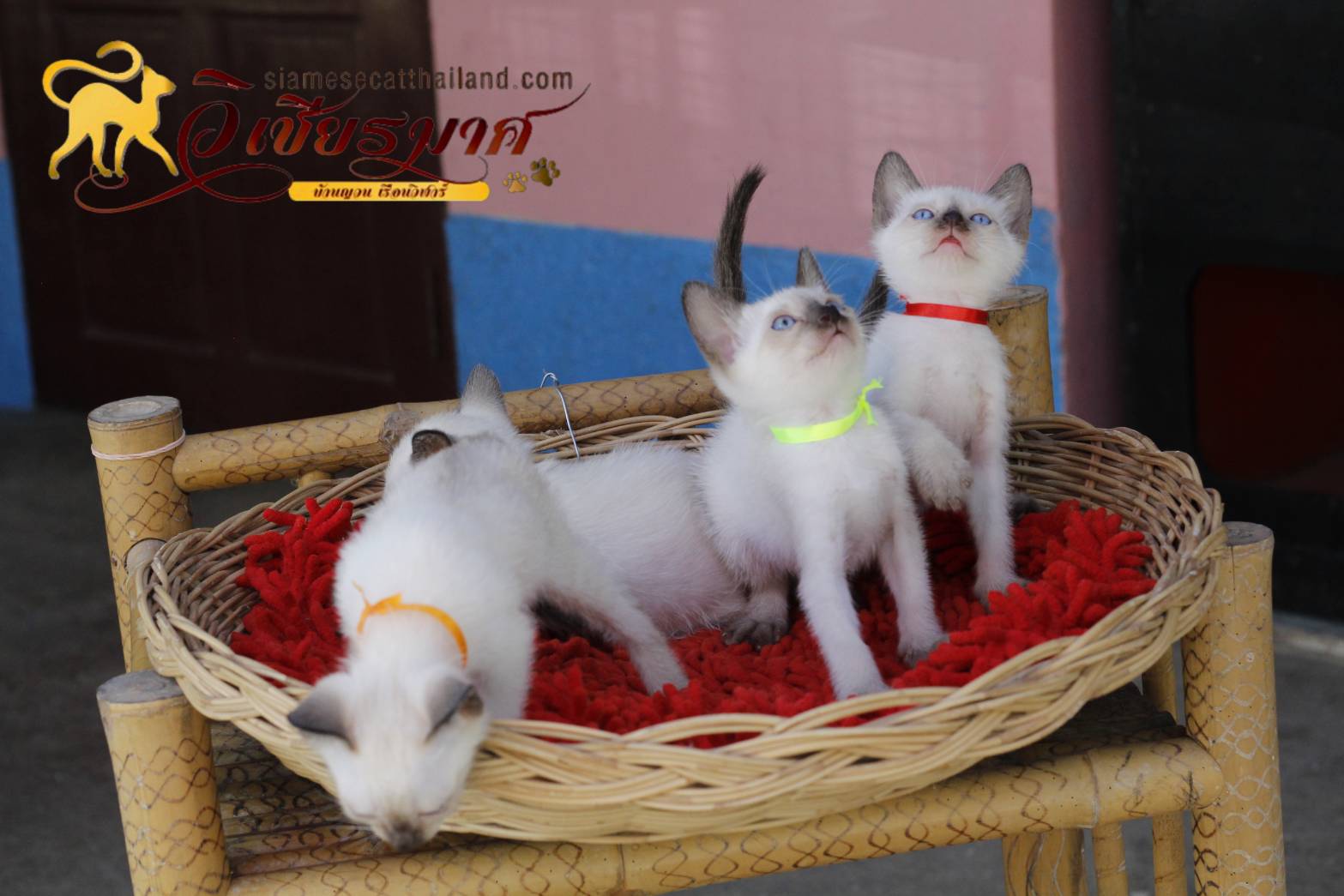 น้องแมว รุ่น 1-2/2565