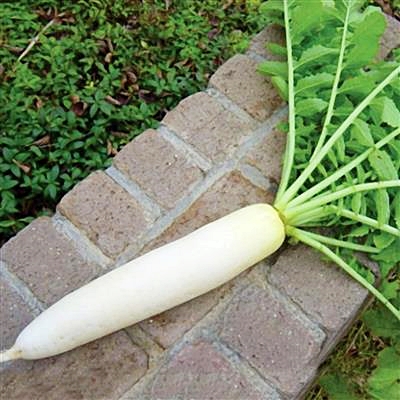 (Whole 1 Oz) แรดิช ไดคอน ญี่ปุ่น - Minowase Daikon Radish