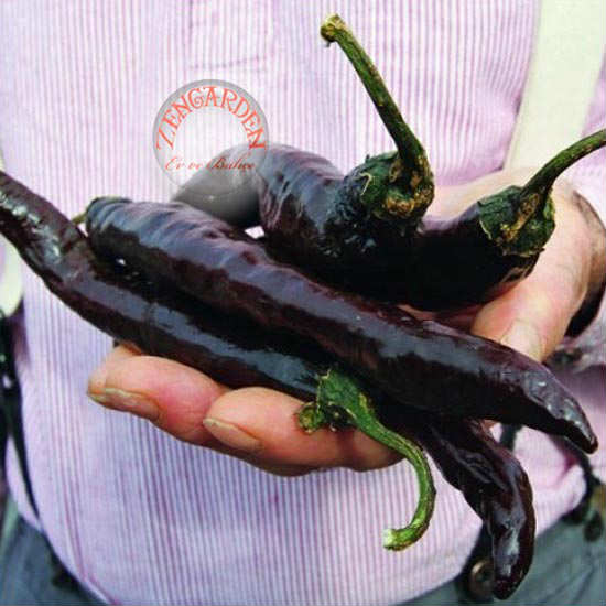 พริก พาซิลล่า บาจิโอ - Pasilla Bajio Pepper