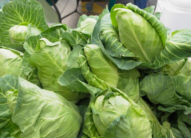 กะหล่ำบัว - Early Jersey Wakefield Cabbage