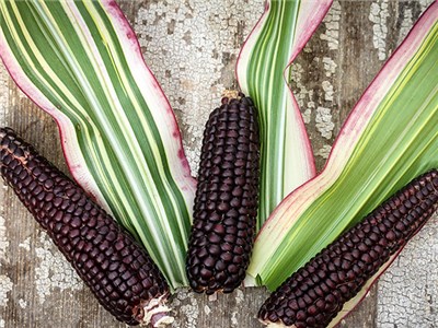 ข้าวโพดด่าง จาโปนิก้า - Japonica Striped Ornamental Corn